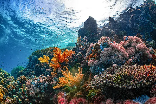WORLD’S LARGEST CORAL
