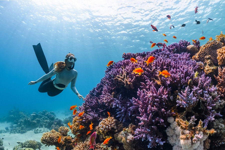 Marine life at Sindalah